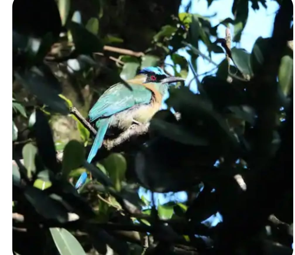 Terraza Hummingbird